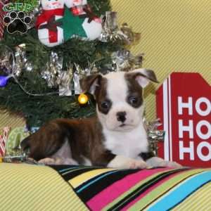 Myrrh, Boston Terrier Puppy